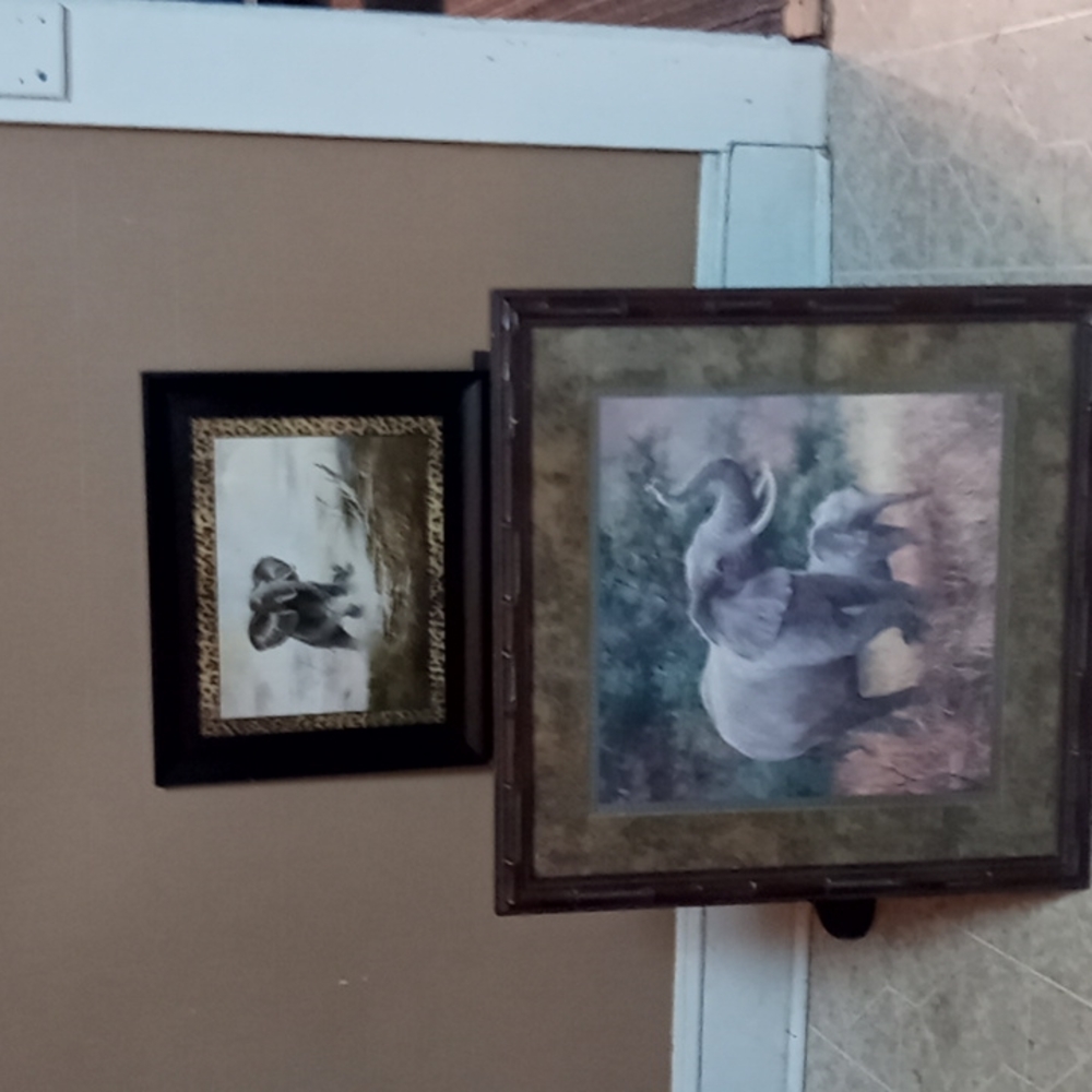 Elephant pics
